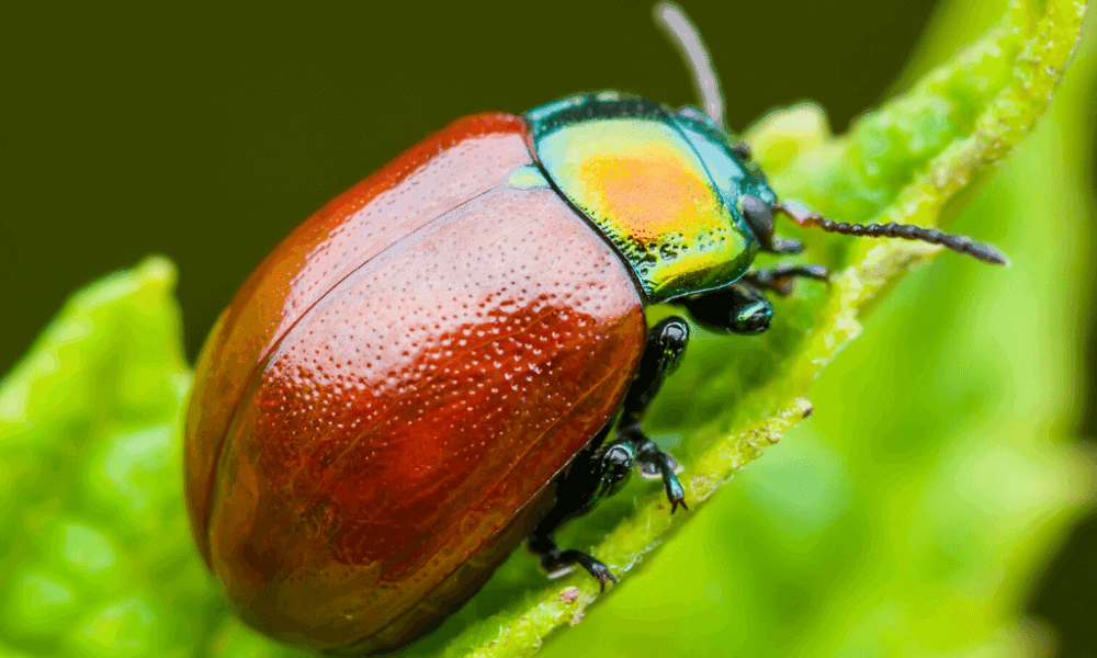June bug How to get rid of the June bug or Green June Beetle