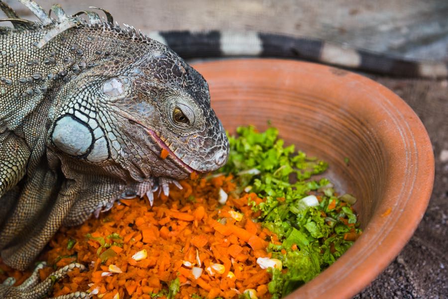 Iguana Food