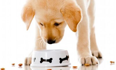 Worst dog food brands – Look for the ingredients.
