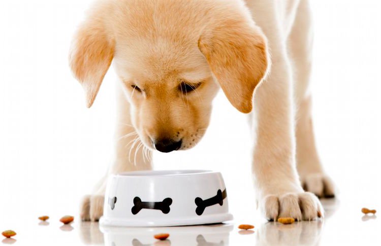 Worst dog food brands – Look for the ingredients.