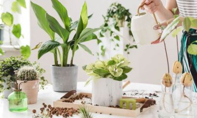Planning On Proceeding With Your At-home Pot Plants