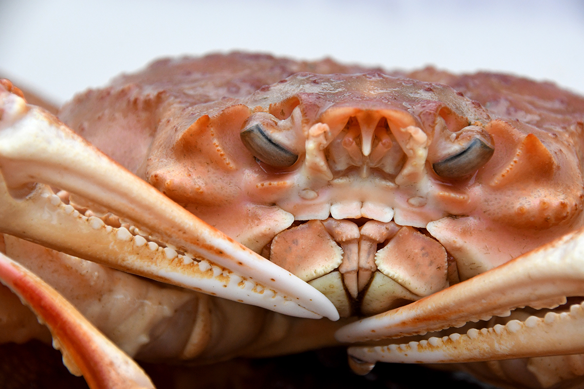 alaska snow crabs disappeared