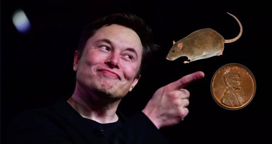 RatCoin Elon Musk