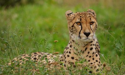 rajkotupdates.news:cheetah-magnificent-but-fragile-experts-list-concerns-for-cheetahs