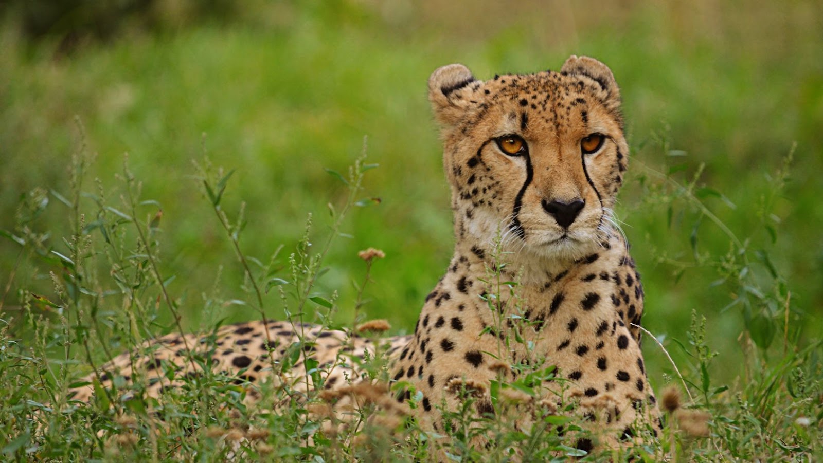 rajkotupdates.news:cheetah-magnificent-but-fragile-experts-list-concerns-for-cheetahs