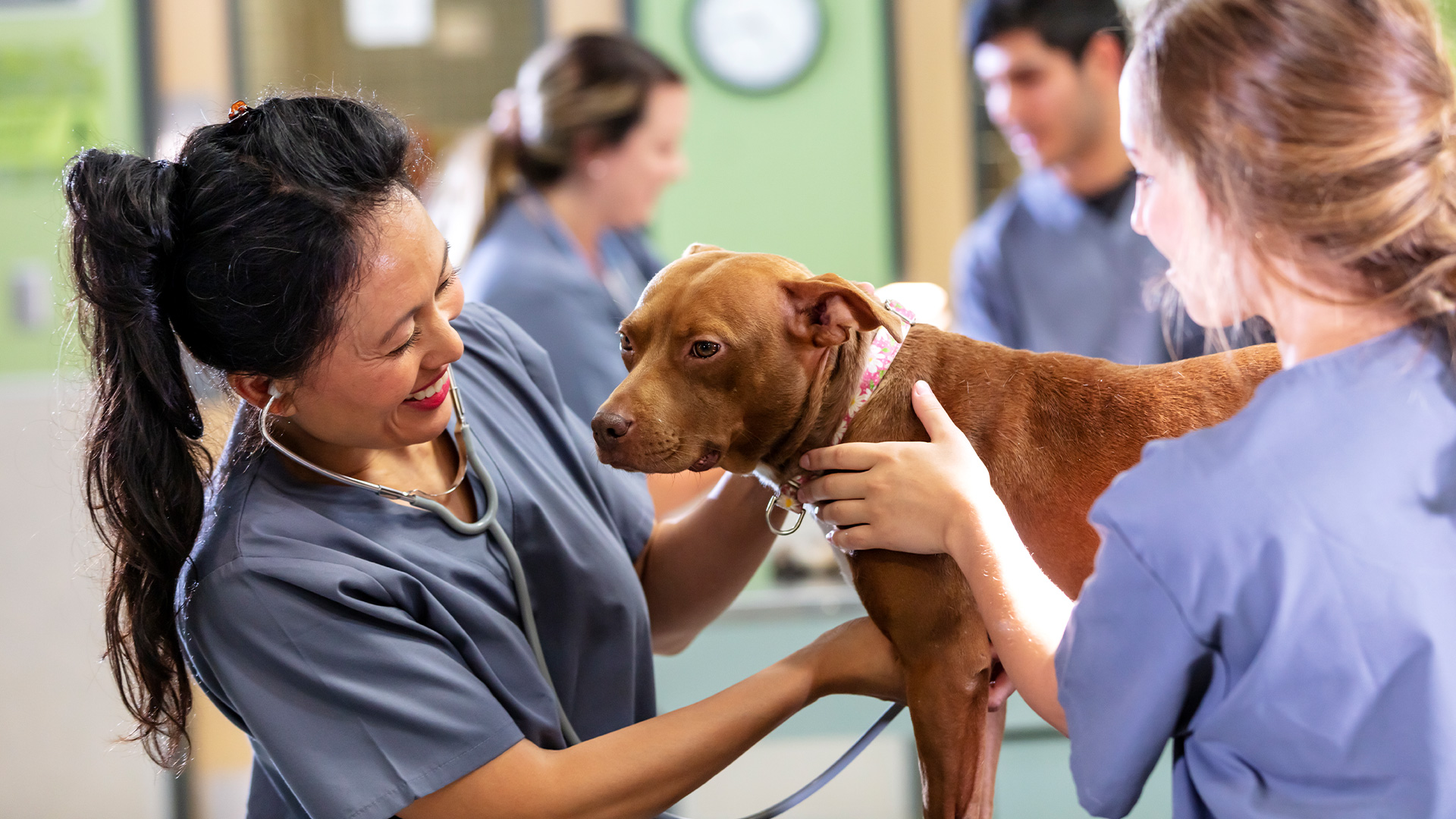 Veterinary Career Schools