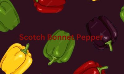 Scotch Bonnet Pepper into Your Diet