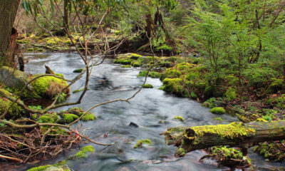 A serene swamp surrounded by lush greenery, symbolizing natural healing and wellness.