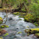 A serene swamp surrounded by lush greenery, symbolizing natural healing and wellness.