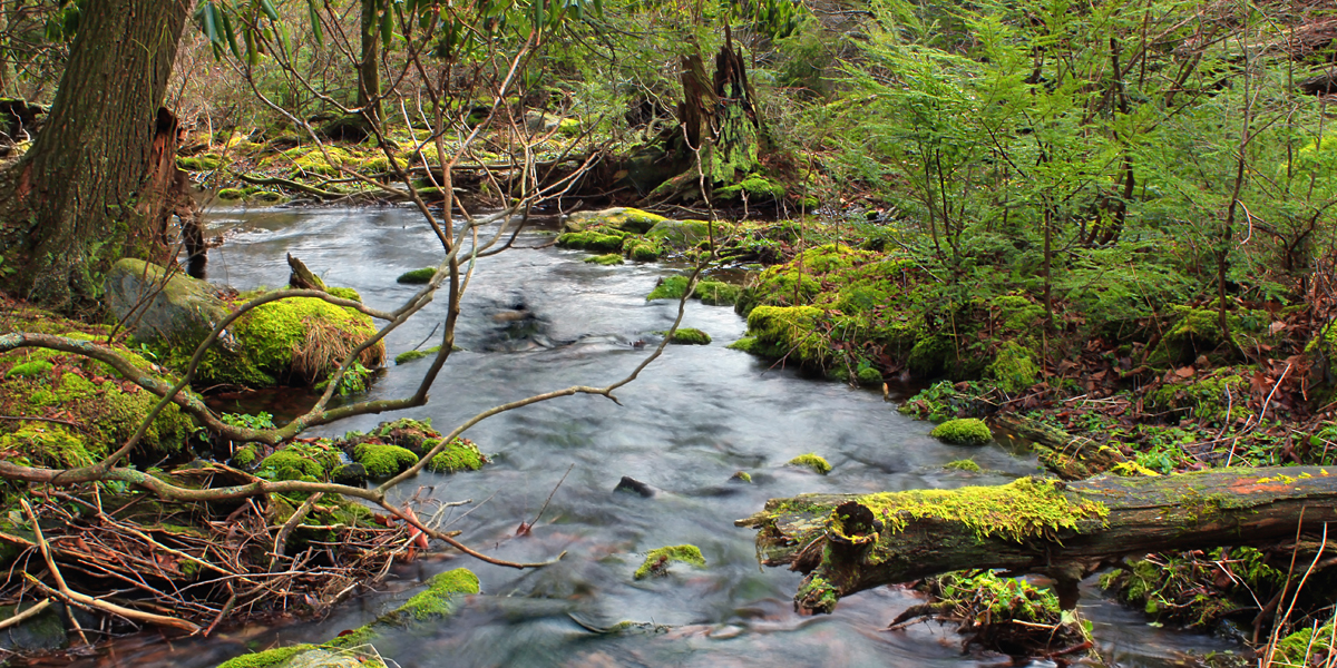 A serene swamp surrounded by lush greenery, symbolizing natural healing and wellness.