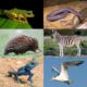 superclass tetrapoda