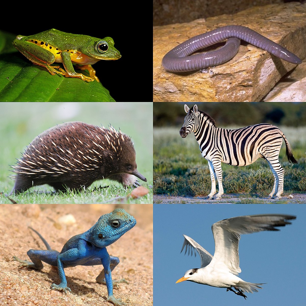 superclass tetrapoda